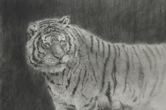 The Art of Observation