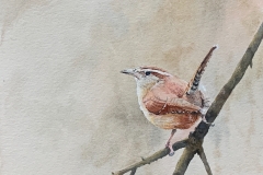 Carolina Wren