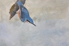 Nuthatch