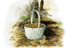 Pecan Harvest
