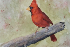 Red Bird
